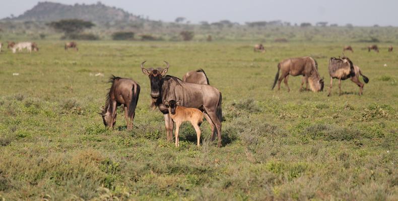 Wildebeest calving season at Ndutu Safari Lodge