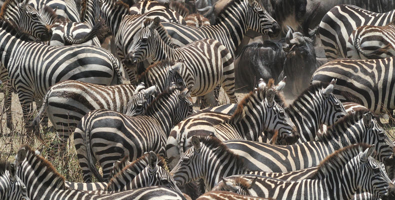 Zebra at Ndutu