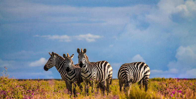 Zebra at Ndutu
