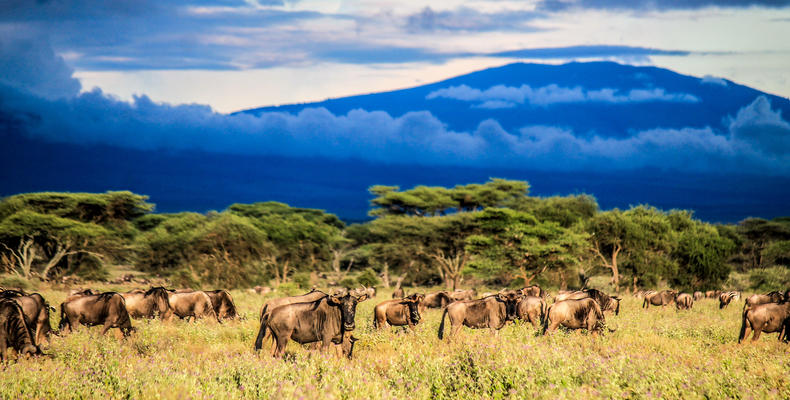 Wildebeest at Ndutu