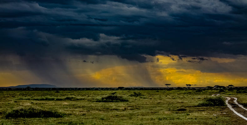 After the rains at Ndutu