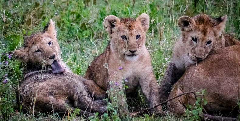 Lion Cubs at Ndutu