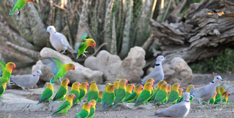 Lovebirds at Ndutu Safari Lodge 