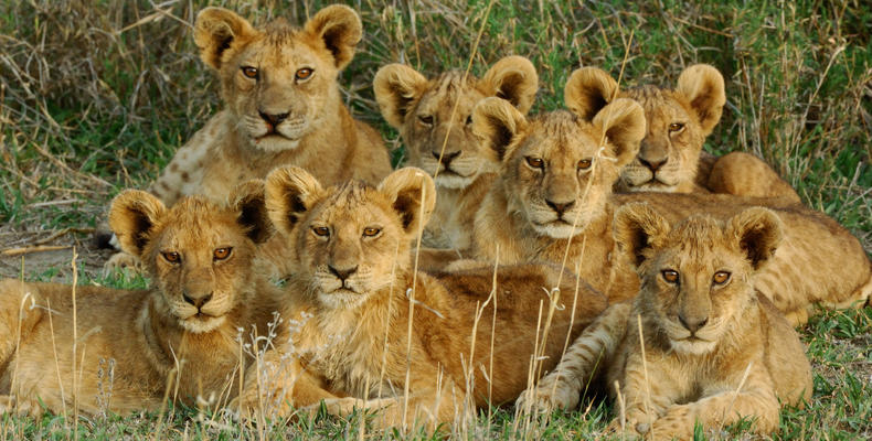 The Magnificient Seven at Ndutu Safari Lodge