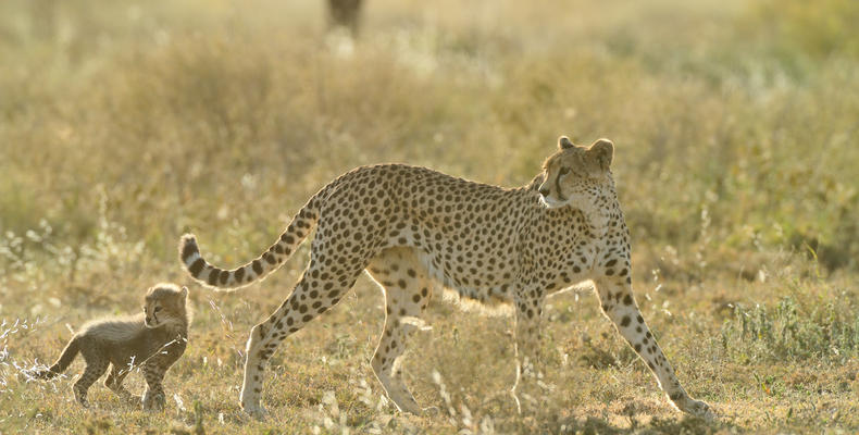 Cheetah at Ndutu Safari Lodge