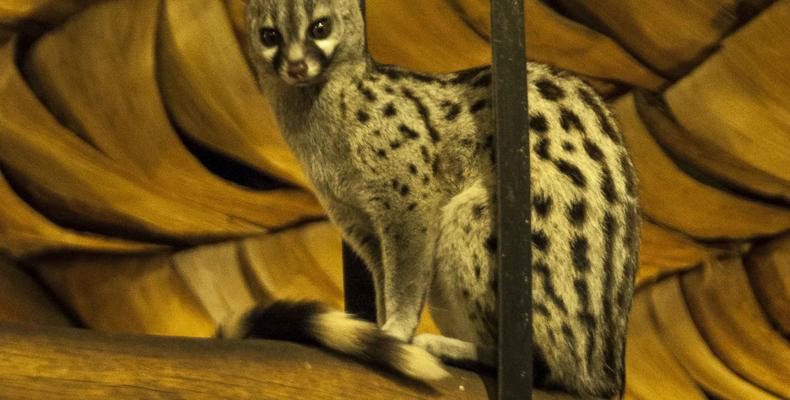 Genets in the roof at Ndutu Safari Lodge