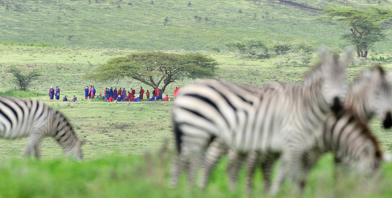 The Maasai and Zebra at Ndutu Safari Lodge