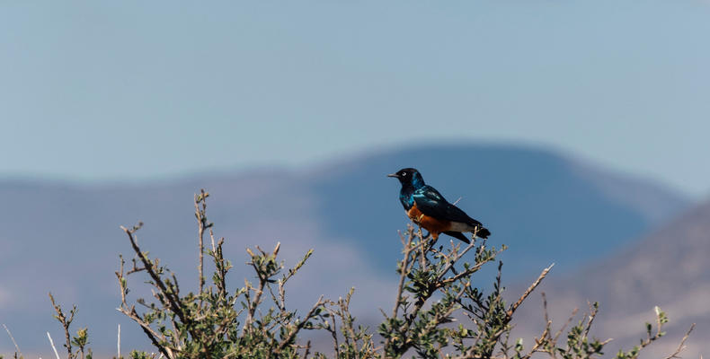 Kwihala - Excellent bird watching