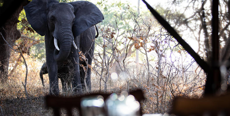Elephant in camp