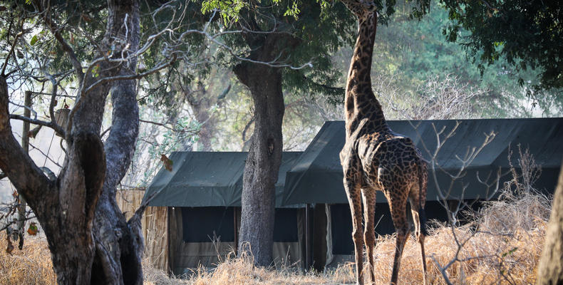 Giraffe in camp