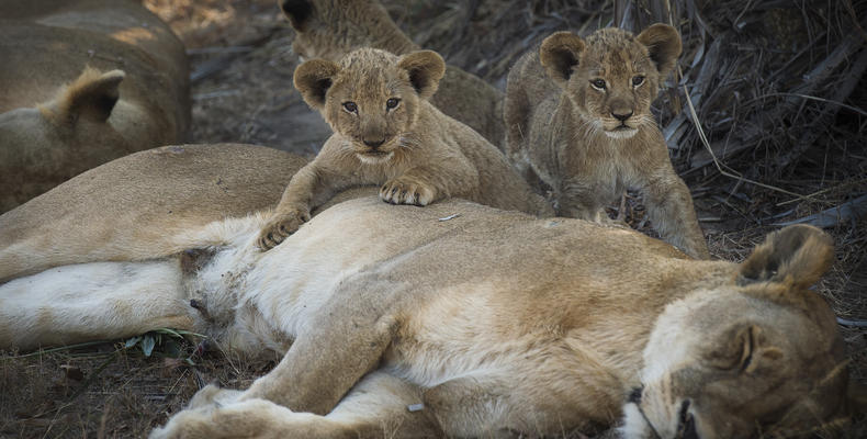 Lions in Katavi