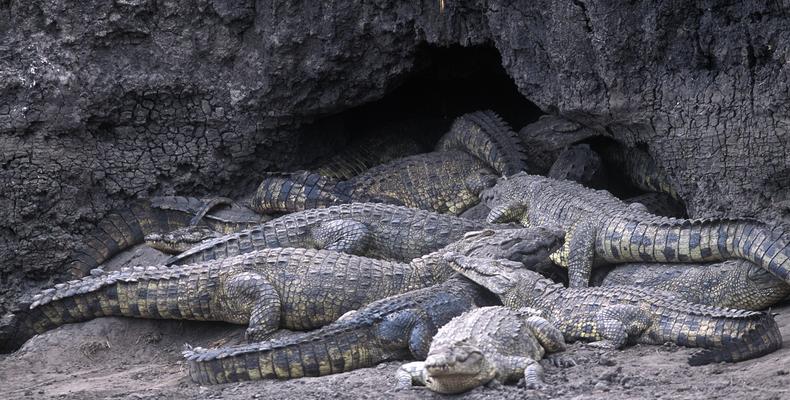 Crocodiles in Katavi