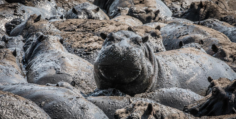 Hippos in Katavi