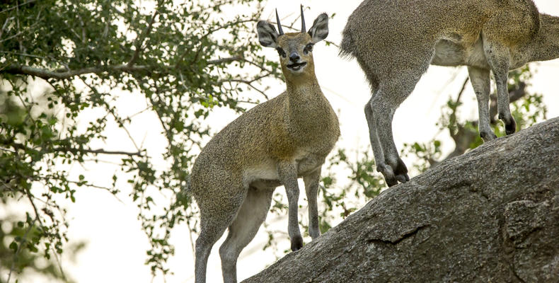 Game Drives
