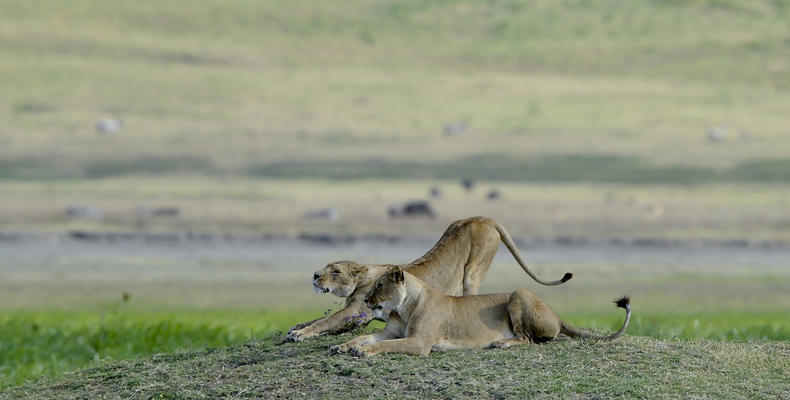 Crater Game Drives