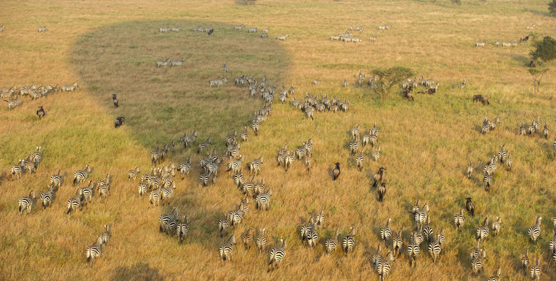 Balloon Safari