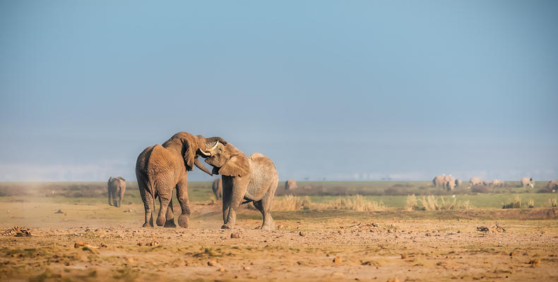 Tortilis Camp Amboseli