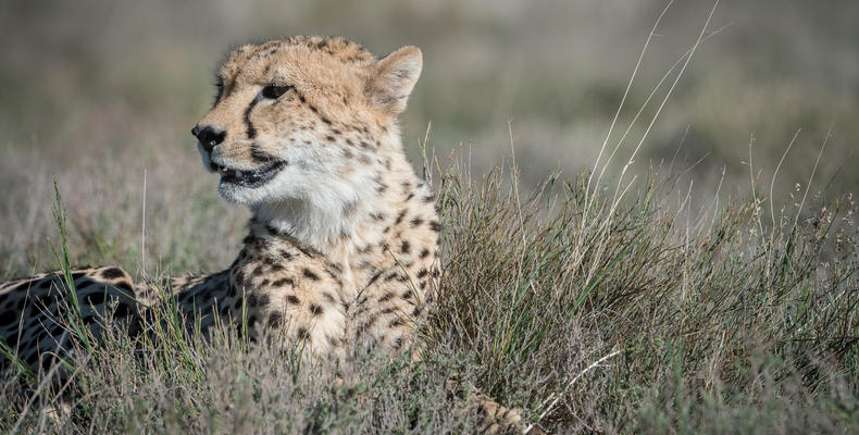 Cheetah Release at Roam Private Game Reserve