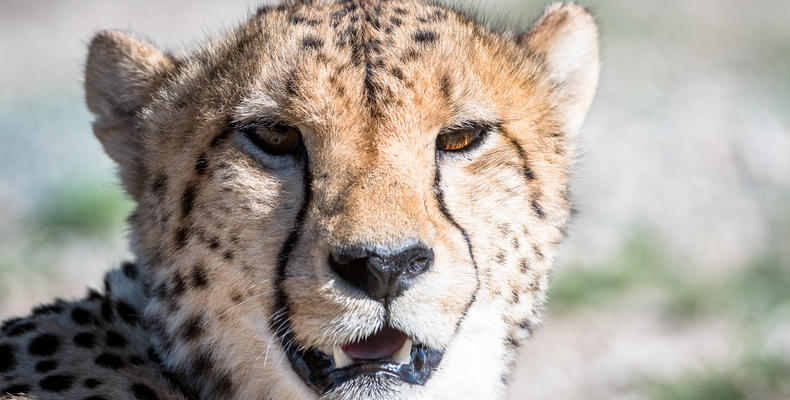 Cheetah at Roam Private Game Reserve