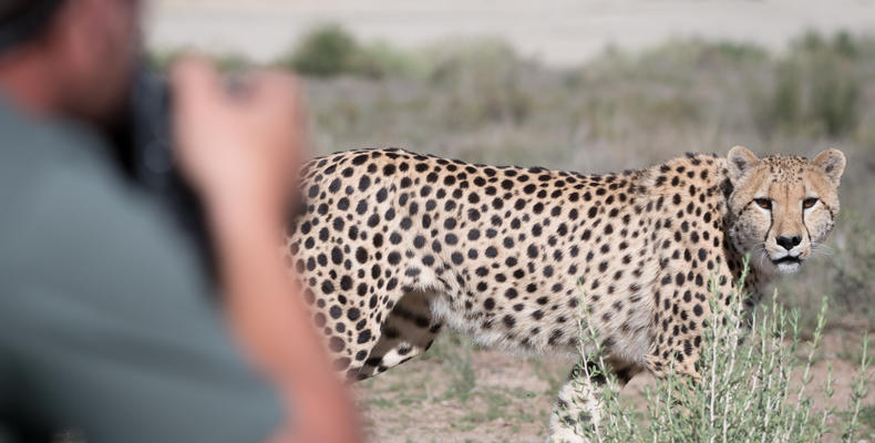 Photographing Cheetah in the Karoo