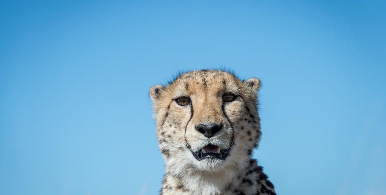 Cheetah in the Great Karoo