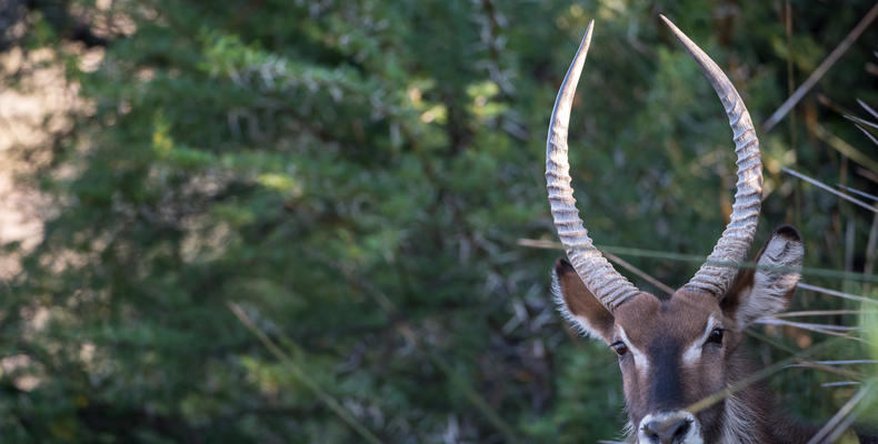 Antelope in the Great Karoo