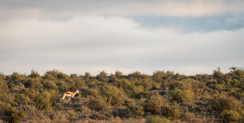Springbok in the Great Karoo