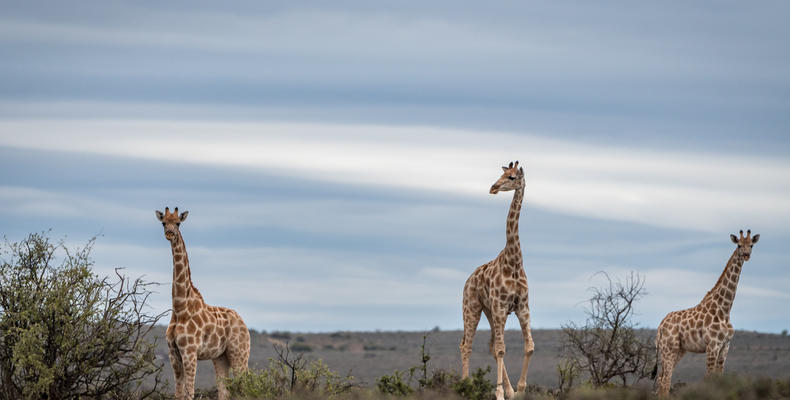 Griaffe at Roam Private Game Reserve