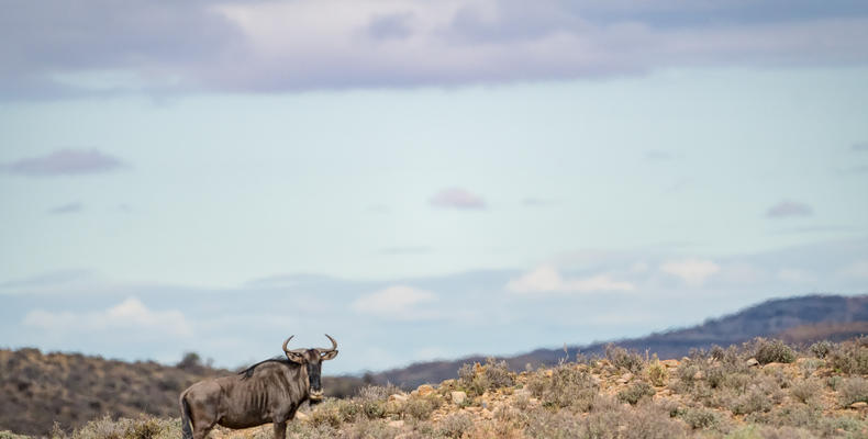 Wildebeest on the Great Karoo Plains