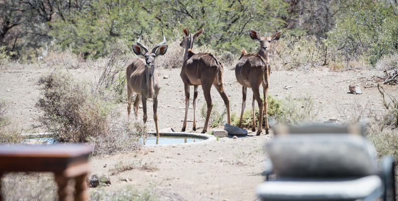 Kudu Cows at Waterhole