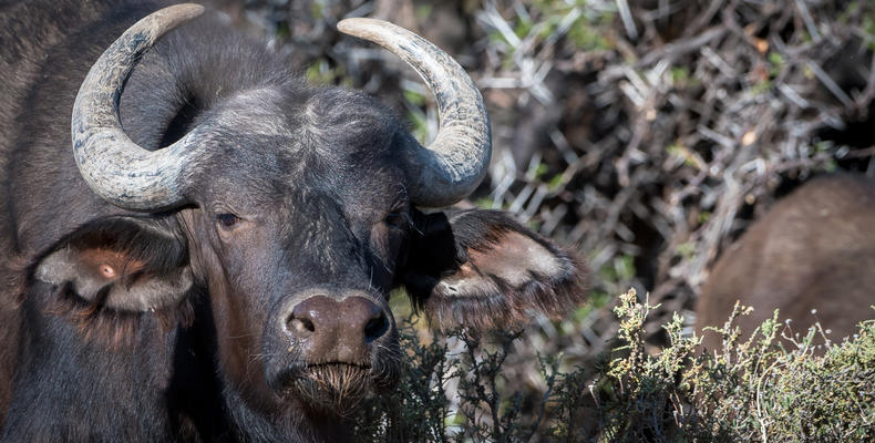 Buffalo at Roam Private Game Reserve