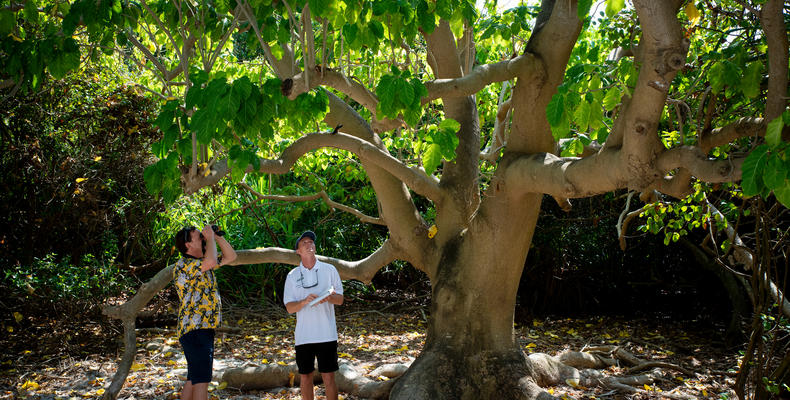 Mnemba Island Lodge - 