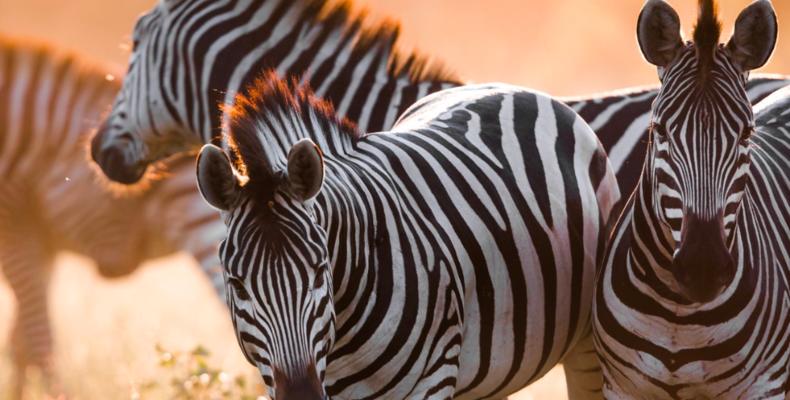 Wildlife 
