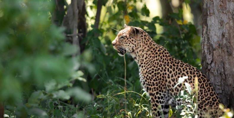 Wildlife 