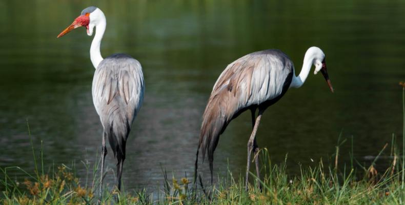 Wildlife 