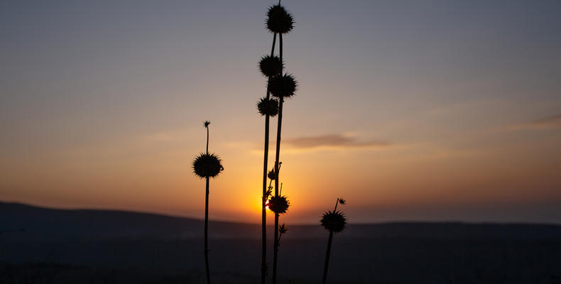 Leonotis flower with sunset 