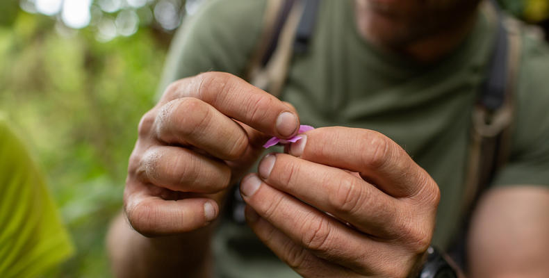 Learning about the plants and flowers along the way to camp