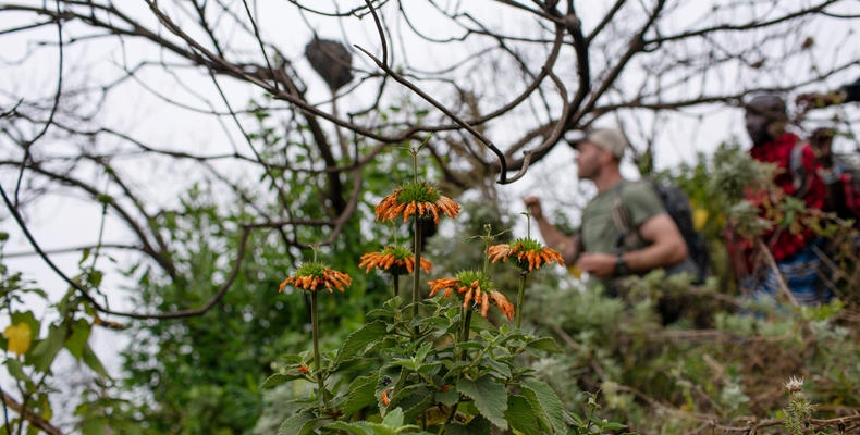 Leonotis flower