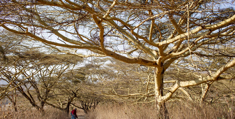 Yellow barked Acacia tree AKA Fever Tree - Dotted all around camp.