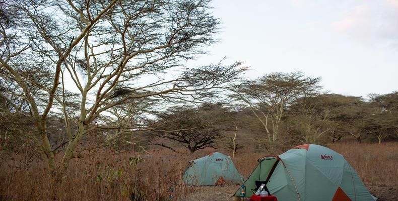 Tents at Leonotis Camp