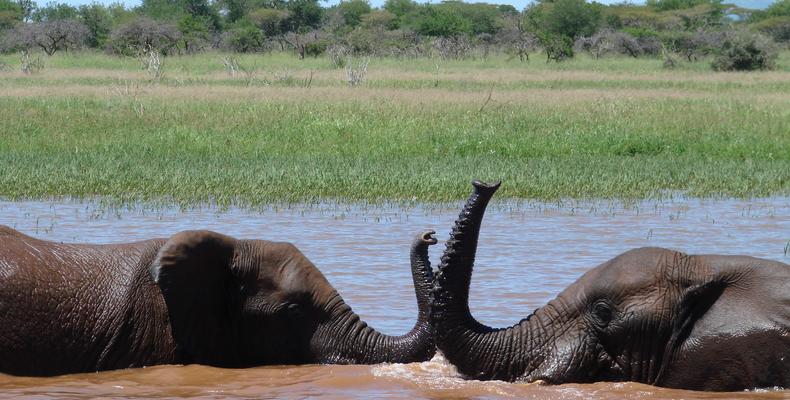 View Elephant on Lake Jozini with a Boat Cruise with Ghost Mountain Safaris