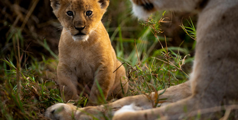   Singita Serengeti
