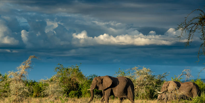   Singita Serengeti