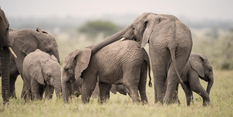   Singita Serengeti