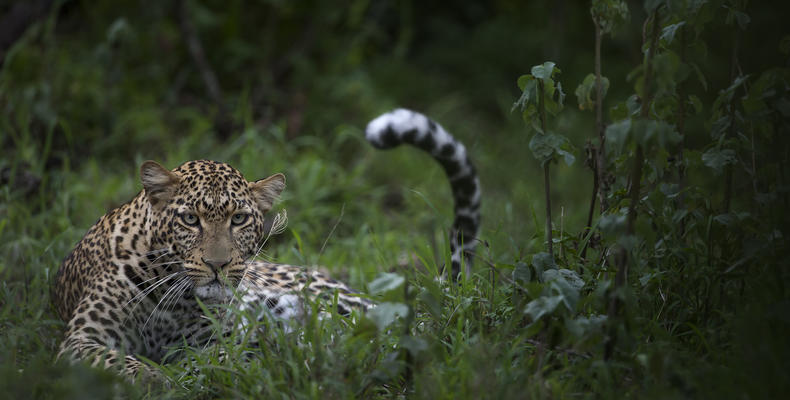   Singita Serengeti