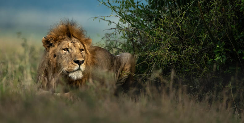   Singita Serengeti