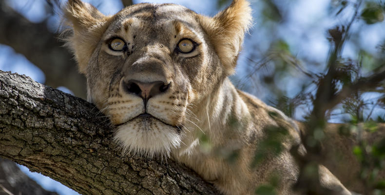   Singita Serengeti