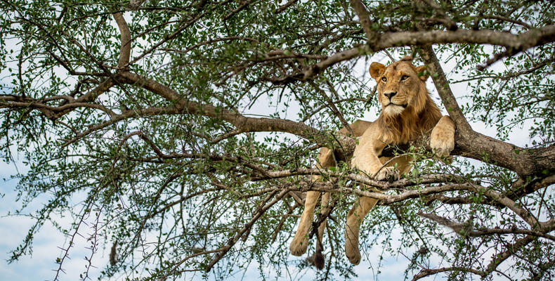   Singita Serengeti