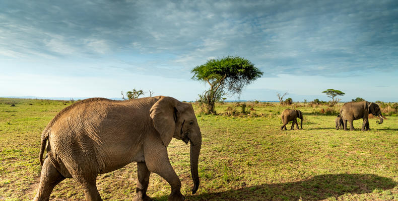   Singita Serengeti