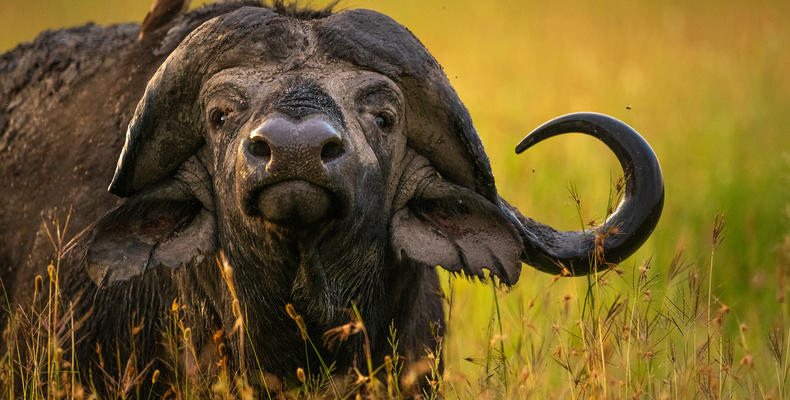   Singita Serengeti